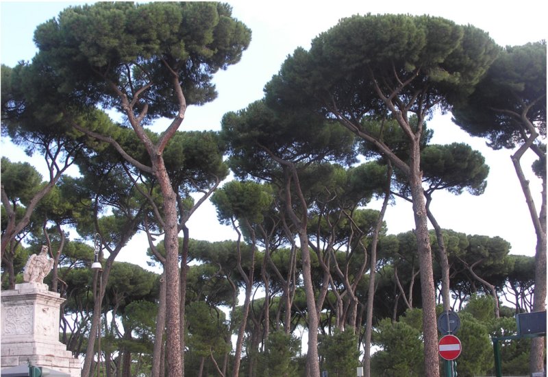 dancingtrees.jpg